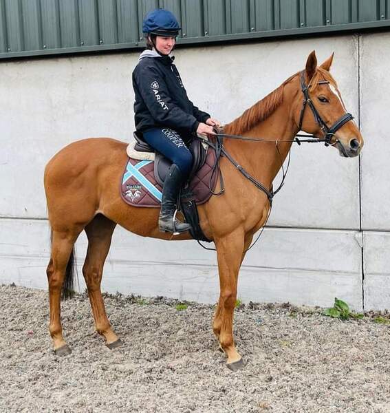 AMBER - 16HH CHESTNUT TB MARE ROR ELIGIBLE 2012
