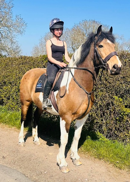 Daisy  15.3hh Irish cob 2012 Mare