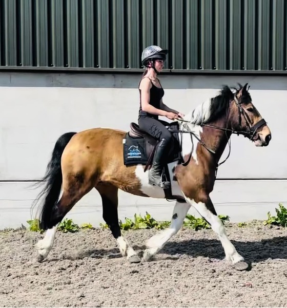 Daisy  15.3hh Irish cob 2012 Mare