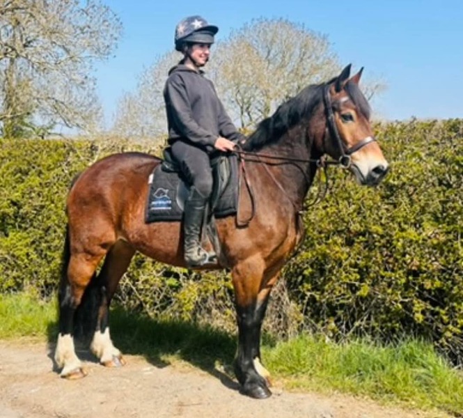 Ralph 15hh Welsh D 2014 bay gelding