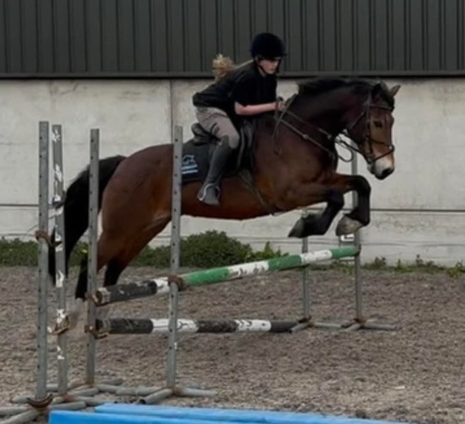 Ralph 15hh Welsh D 2014 bay gelding