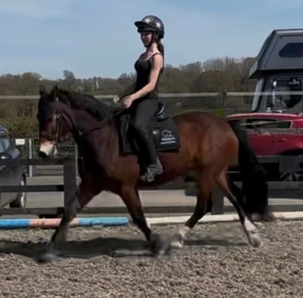 Ralph 15hh Welsh D 2014 bay gelding