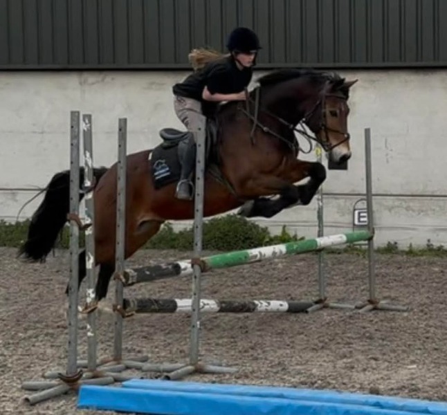 Ralph 15hh Welsh D 2014 bay gelding