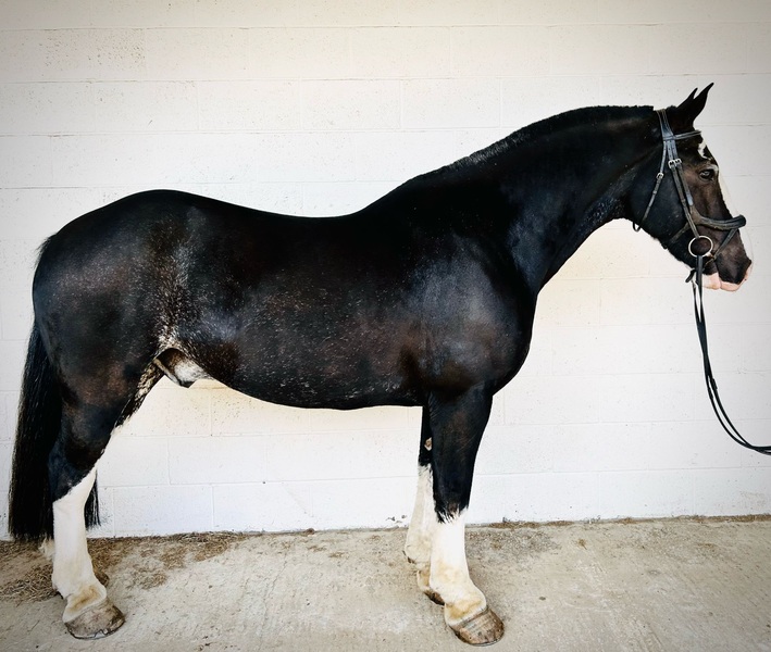 15.2 2015 Gelding Super Cob!