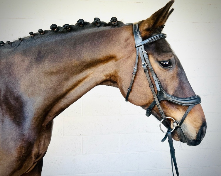 16.1hh 2017 Gelding by Britannia's Mail