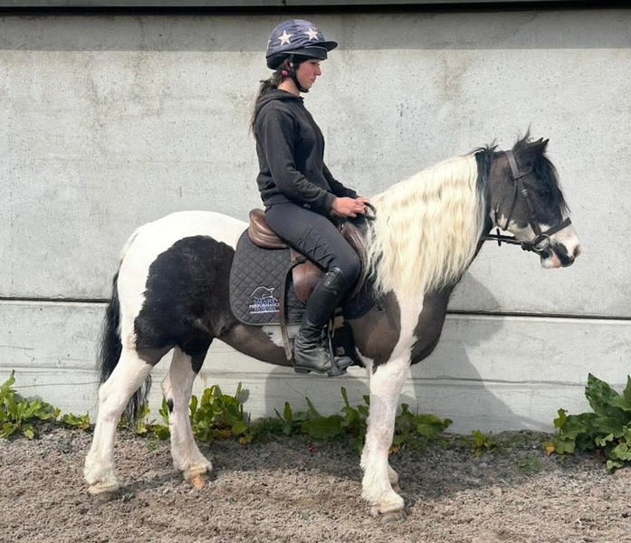 Bonnie 13.2h traditional coloured cob mare 2016