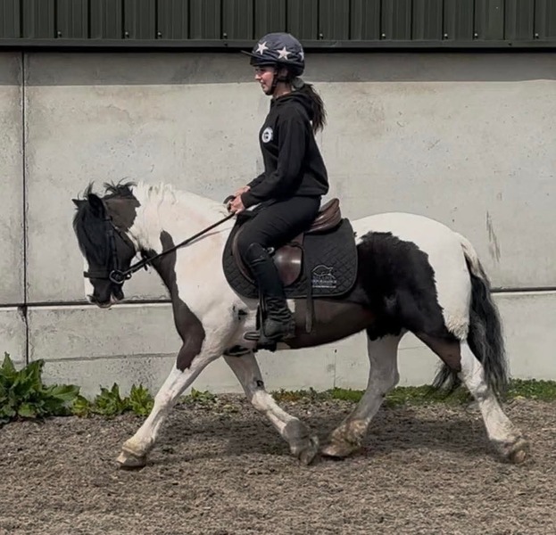 Bonnie 13.2h traditional coloured cob mare 2016