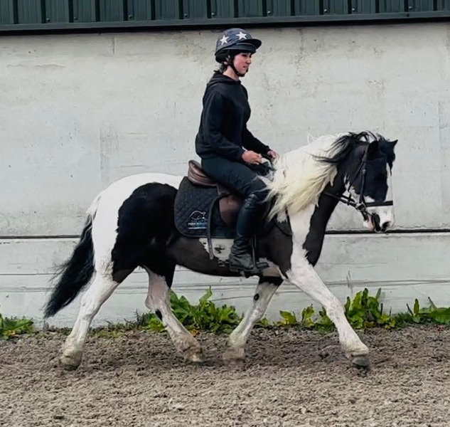 Bonnie 13.2h traditional coloured cob mare 2016