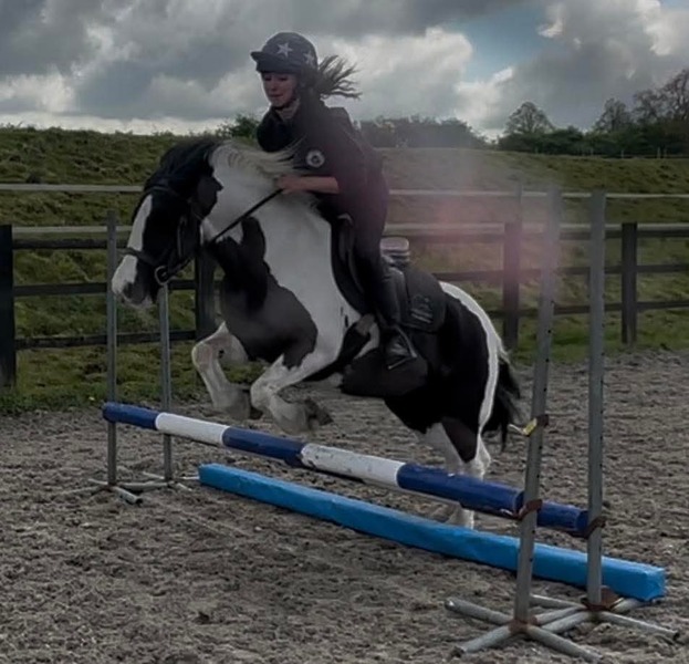 Bonnie 13.2h traditional coloured cob mare 2016