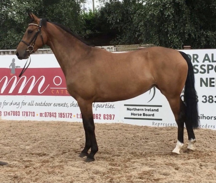 4YO by Caricello serious event prospect