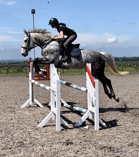 16hh Eyecatching mare by Cassino