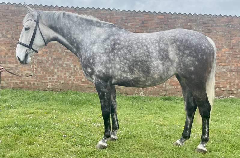 16hh Eyecatching mare by Cassino