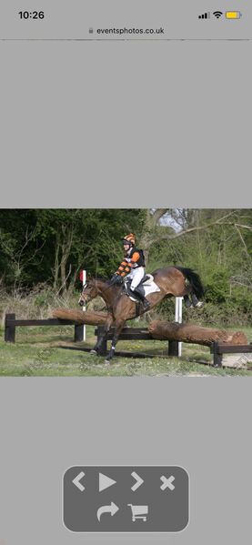 15.2hh bay mare by A.Umonia