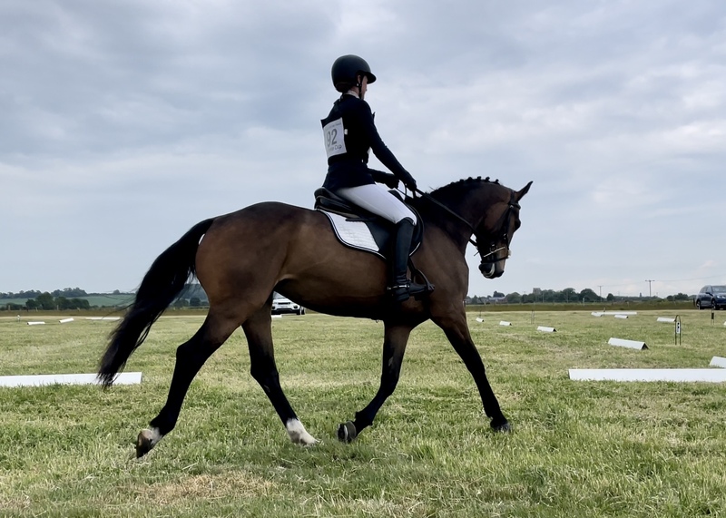 15.2hh bay mare by A.Umonia