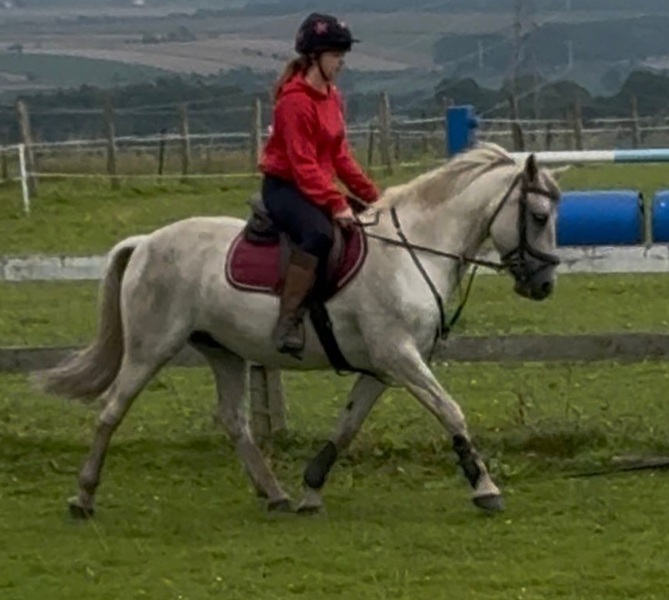 Silver 138 16yr Grey Gelding